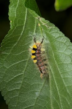 On the underside of this leaf a vapourer catterpillar undertakes the initial stages of weaving a cocoon, with the aim to turn into a rusty tussock moth. Softer light.