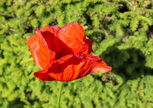 Beautiful red poppy flowers in the sun found in a green garden