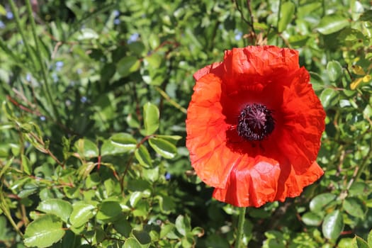 Beautiful red poppy flowers in the sun found in a green garden