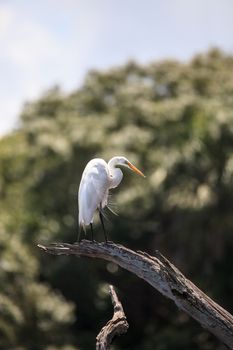 Great white egret wading bird perched on a tree in swamp of Myakka River State Park in Sarasota, Florida.