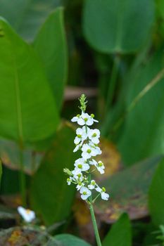 White flower pineland heliotrope Heliotropium polyphyllum is endemic to Florida.