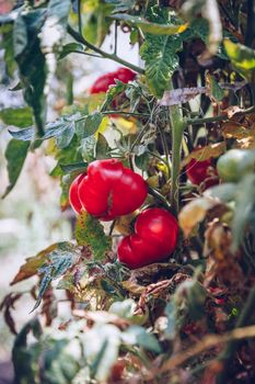 Homegrown Red Fresh Tomato In A Garden. Red organic tomato plant and fruit in the summer light. Bio garden with tomatoes. Homemade tomatoes grown in the garden.
