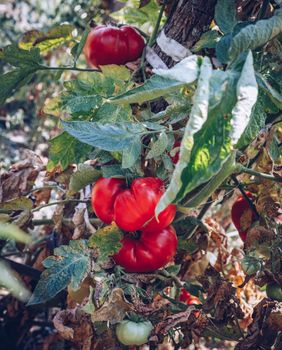 Homegrown Red Fresh Tomato In A Garden. Red organic tomato plant and fruit in the summer light. Bio garden with tomatoes. Homemade tomatoes grown in the garden.