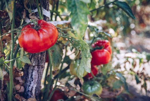 Homegrown Red Fresh Tomato In A Garden. Red organic tomato plant and fruit in the summer light. Bio garden with tomatoes. Homemade tomatoes grown in the garden.