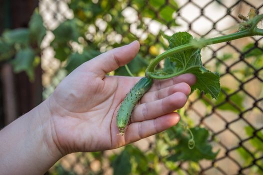 Woman hands holding an organic cucumber, close up hand. Raw Organic Mini Baby Cucumbers Ready to Eat. Ecological vegetable green cucumber.
