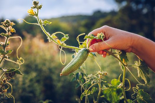 Woman hands holding an organic cucumber, close up hand. Raw Organic Mini Baby Cucumbers Ready to Eat. Ecological vegetable green cucumber.