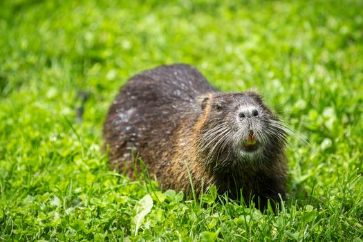 Adult beaver eating a plant. Beaver in a lake. Beaver in water in the evening.