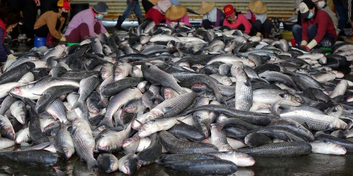 SINDA PORT, TAIWAN -- DECEMBER 14, 2014: Workers extract mullet roes from freshly caught gray mullet fish. The roe will be pressed and salted and sold as a highly priced delicacy.