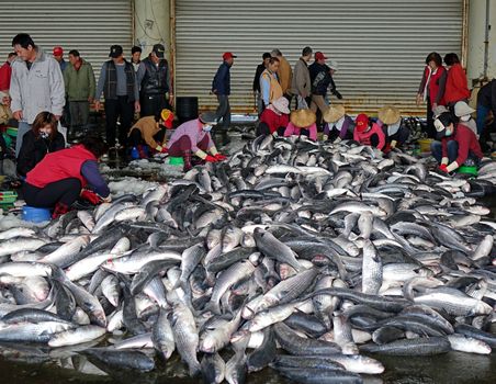 SINDA PORT, TAIWAN -- DECEMBER 14, 2014: Workers extract mullet roes from freshly caught gray mullet fish. The roe will be pressed and salted and sold as a highly priced delicacy.