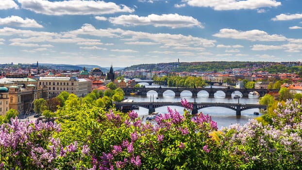 The blooming bush of lilac against Vltava river and Charles bridge, Prague