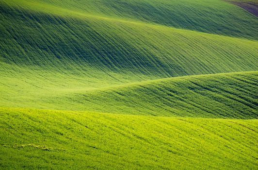 Rolling hills of green wheat fields. Amazing fairy minimalistic landscape with waves hills, rolling hills. Abstract nature background. South Moravia, Czech Republic