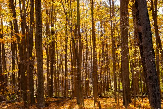 Autumn forest scene on a trail in New England countryside, USA.