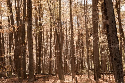 Autumn forest scene on a trail in New England countryside, USA.