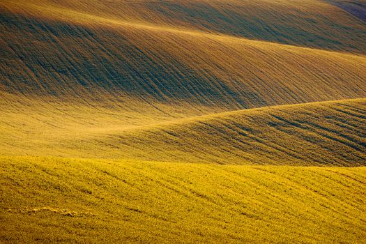 Rolling hills of green wheat fields. Amazing fairy minimalistic landscape with waves hills, rolling hills. Abstract nature background. South Moravia, Czech Republic