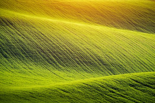 Endless Green Fields, Rolling Hills, Tractor Tracks, Spring Landscape under Blue Sky. South Moravia, Czech Republic