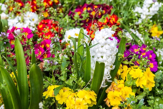 Colorful flowers in the park. Spring landscape.