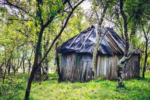 Backyard garden with small shed and trees