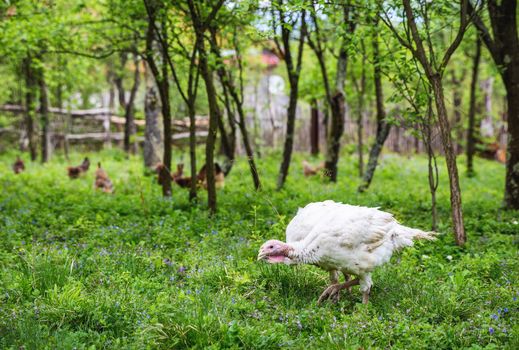 White turkey (meleagris-gallopavo) bird in the garden