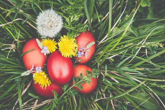 Red easter eggs on the grass with flowers and blowballs, naturally colored easter eggs with onion husks. Happy Easter, Christian religious holiday.