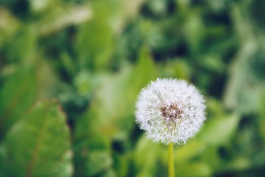 Dandelion flower. Blowball on green grass background. Spring bloom. Park plant. Countryside nature. Springtime photo retro postcard.