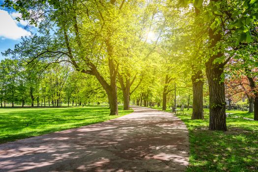 Park in the spring with green lawn, sun light. Stone pathway in a green park