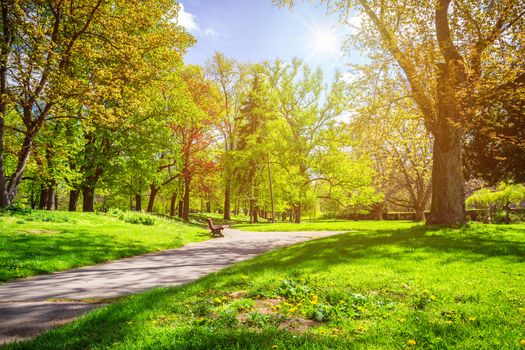 Park in the spring with green lawn, sun light. Stone pathway in a green park