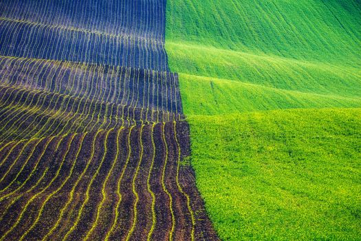Endless Green Fields, Rolling Hills, Tractor Tracks, Spring Landscape under Blue Sky. South Moravia, Czech Republic