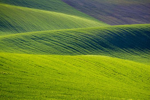 Rolling hills of green wheat fields. Amazing fairy minimalistic landscape with waves hills, rolling hills. Abstract nature background. South Moravia, Czech Republic