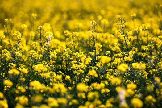 Rapeseed field, Blooming canola flowers close up. Rape on the field in summer. Bright Yellow rapeseed oil. Flowering rapeseed