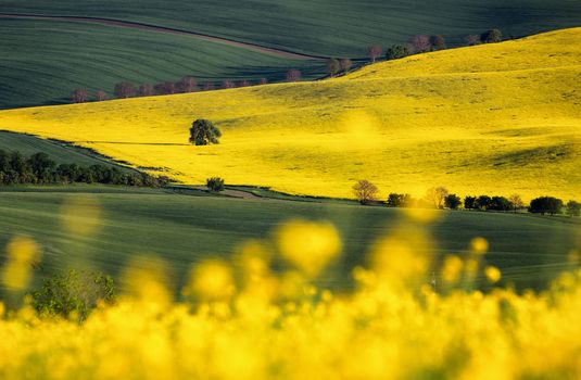 Rapeseed field, Blooming canola flowers close up. Rape on the field in summer. Bright Yellow rapeseed oil. Flowering rapeseed