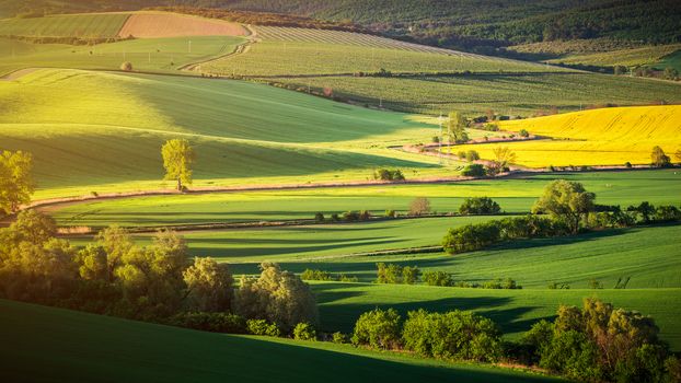 Endless Green Fields, Rolling Hills, Tractor Tracks, Spring Landscape under Blue Sky. South Moravia, Czech Republic