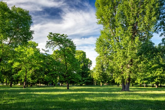 Green park with lawn and trees in a city