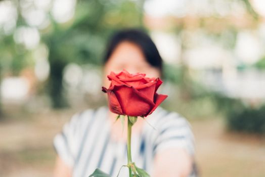 Red rose flower nature beautiful flowers from the garden and human hand holding red rose flower for give with copy space in Valentine's Day, Wedding or Romantic Love concept