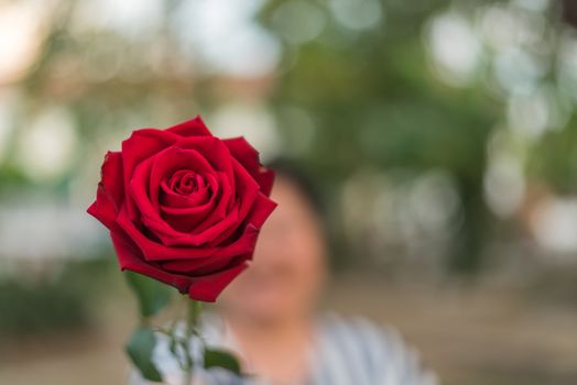 Red rose flower nature beautiful flowers from the garden and human hand holding red rose flower for give with copy space in Valentine's Day, Wedding or Romantic Love concept