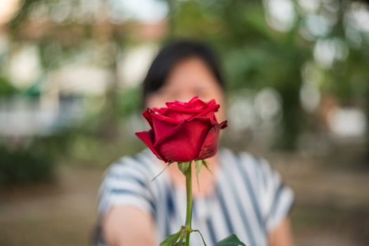 Red rose flower nature beautiful flowers from the garden and human hand holding red rose flower for give with copy space in Valentine's Day, Wedding or Romantic Love concept