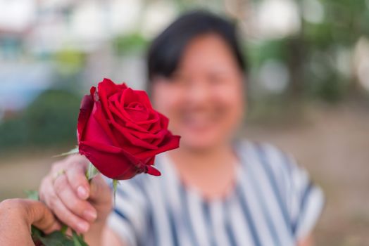 Red rose flower nature beautiful flowers from the garden and human hand holding red rose flower for give with copy space in Valentine's Day, Wedding or Romantic Love concept