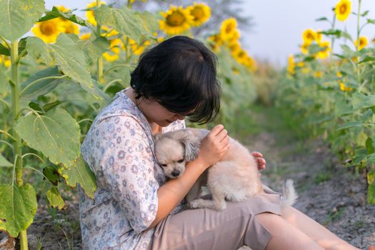 Asia women hugging dog so cute mixed breed with Shih-Tzu, Pomeranian and Poodle  travel at sunflower meadow is a nalure travel point