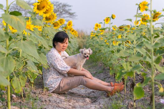 Asia women and dog so cute mixed breed with Shih-Tzu, Pomeranian and Poodle  travel at sunflower meadow is a nalure travel point