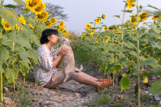 Asia women kissing dog so cute mixed breed with Shih-Tzu, Pomeranian and Poodle  travel at sunflower meadow is a nalure travel point
