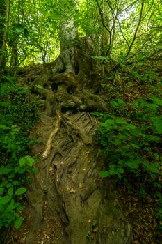 Nature reserve Aachtobel near Owingen on Lake Constance, Upper Swabia