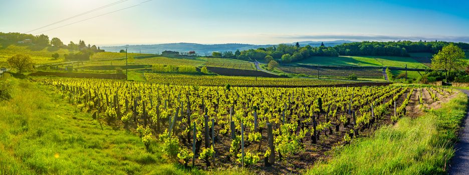 Panoramic landscape view at sunrise of vineyards and countryside in Beaujolais, Rhone department, France