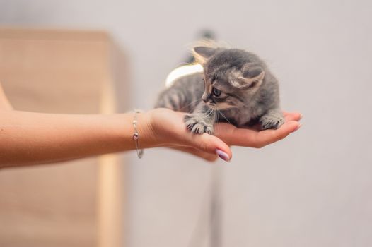little gray kitten sitting on female hands