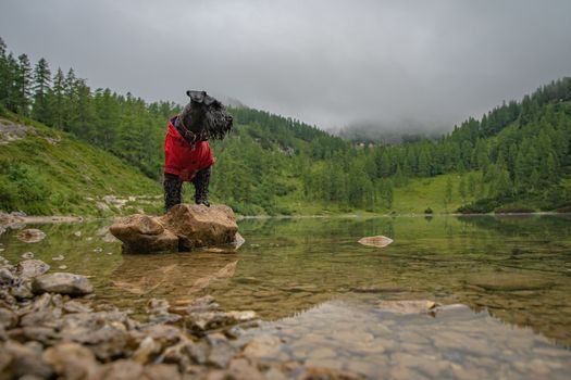 happy dog enjoy play on lake