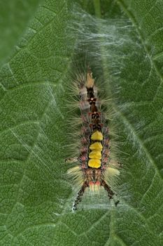 On the underside of this leaf a vapourer catterpillar undertakes the initial stages of weaving a cocoon, with the aim to turn into a rusty tussock moth. straight on