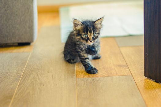 dark gray striped kitten sits on a wooden floor