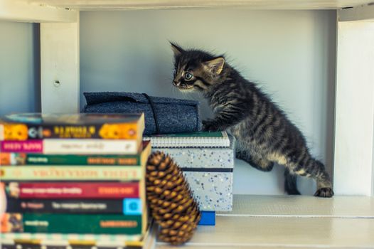 gray striped kitten sniffing books on a shelf with a fir cone