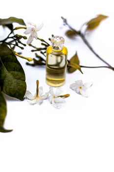 Close up of essence or essential oil of Indian jasmine flower or juhi or Jasminum Auriculatum isolated on white in a small transparent glass bottle with raw flowers.