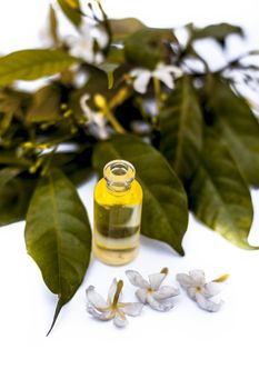 Close up of essence or essential oil of Indian jasmine flower or juhi or Jasminum Auriculatum isolated on white in a small transparent glass bottle with raw flowers.