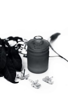 Close up of essential oil of Indian jasmine flower or juhi or Jasminum Auriculatum isolated on white in a small transparent glass bottle with raw flowers.