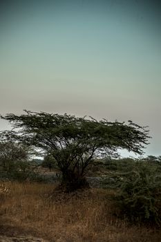 Single solitary tree in the fields during sunset time.